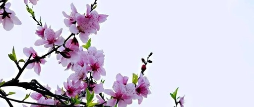 日本樱花云服务器网站免费日本樱花服务器